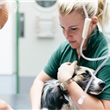Soins vétérinaires