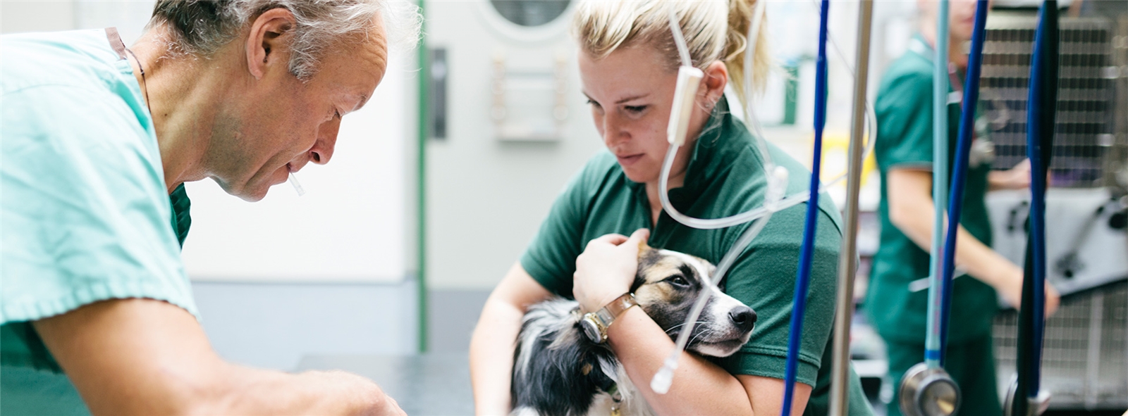 Veterinaire-zorg